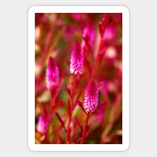 Wild Flowers Sticker